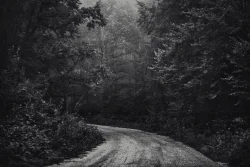 Smell of the Forest