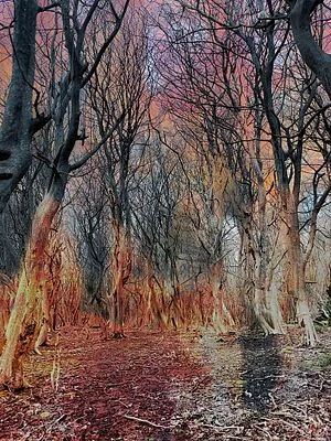 The Hyrcanian Forests