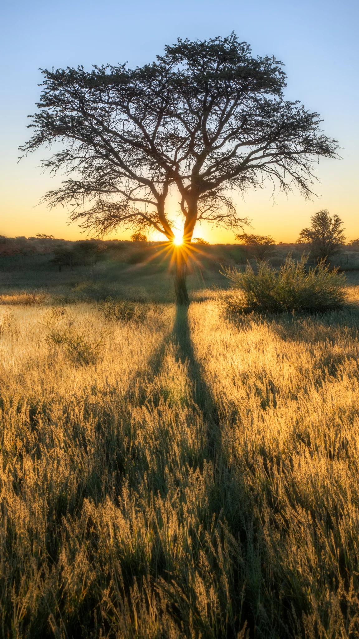 Reaching for the Light