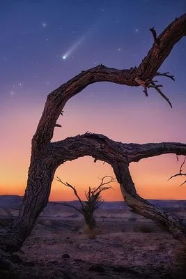 Lemmon Tree