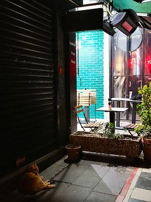 Cat and Cafe