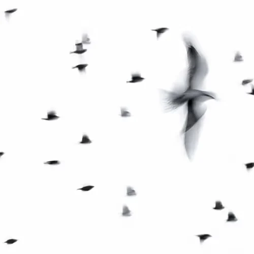 Philharmonic motion
