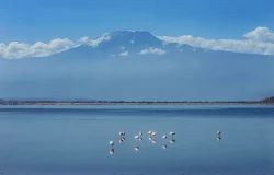 Kilimanjaro