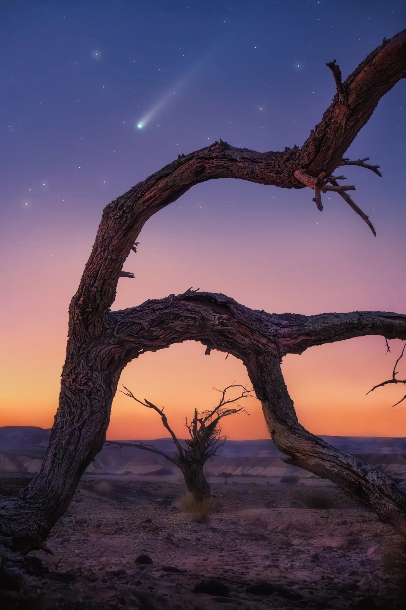 Lemmon Tree