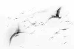 Antiphonal Flutter