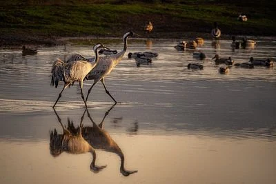 Walk