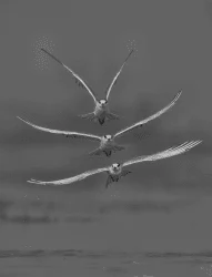 Leggiadro Flying
