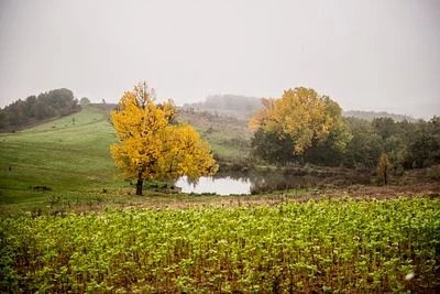 Peaceful Nature
