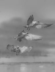 Glissando of Flight