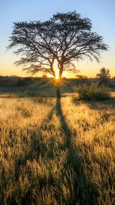 Reaching for the Light