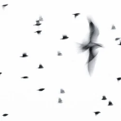 Philharmonic motion