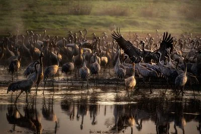 Gathering