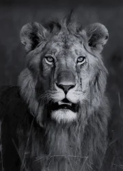 The Royal One