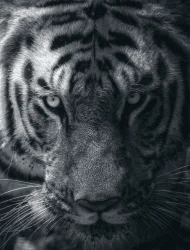 The Endangered One