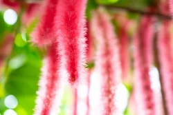 Bloom 6
