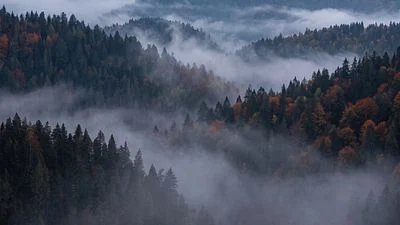 Mysterious Forest