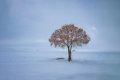 lonely tree on the snow