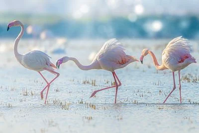Flamingo