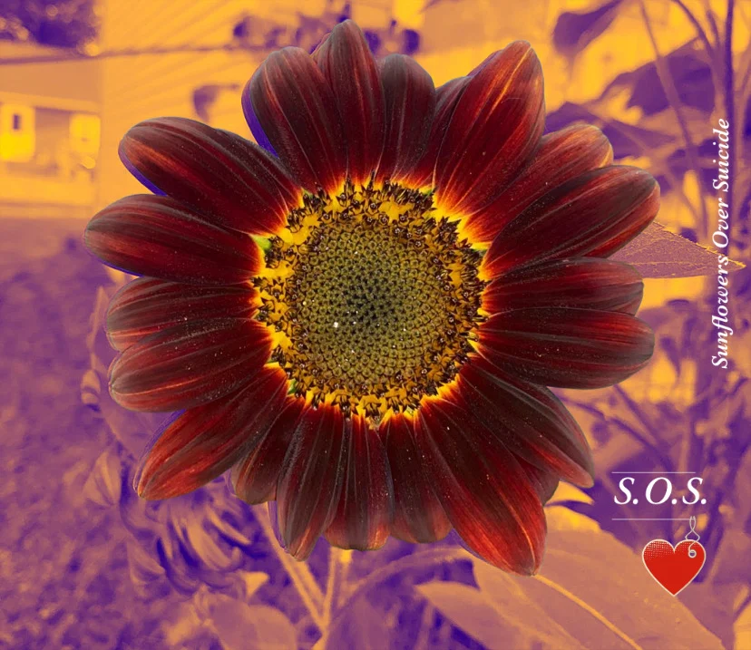 Sunflowers Over Suicide