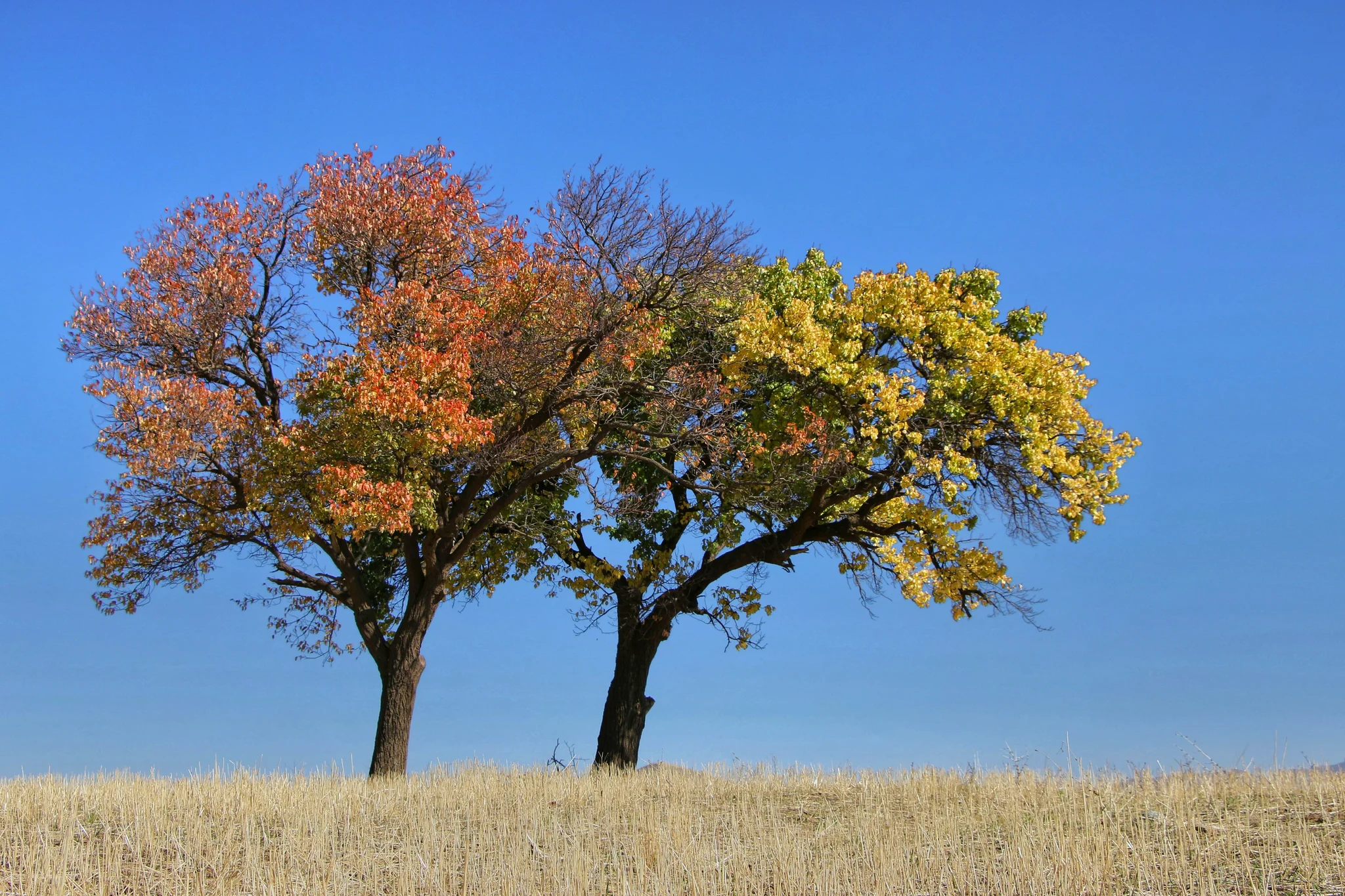 Autumn