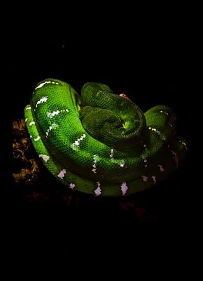 The Emerald Snake
