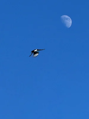 Flight Toward Tomorrow