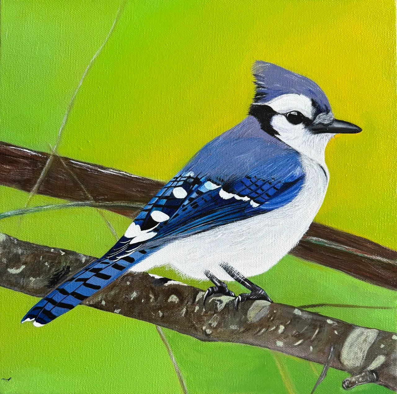 The Blue Jay