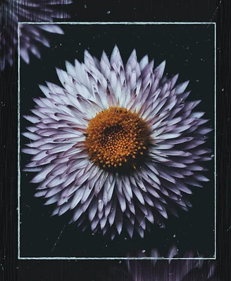 Flowers bloom with no regrets