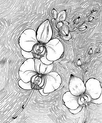 Orchid