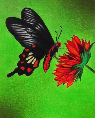 butterfly