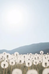 Summer Doldrum Diary - part 15