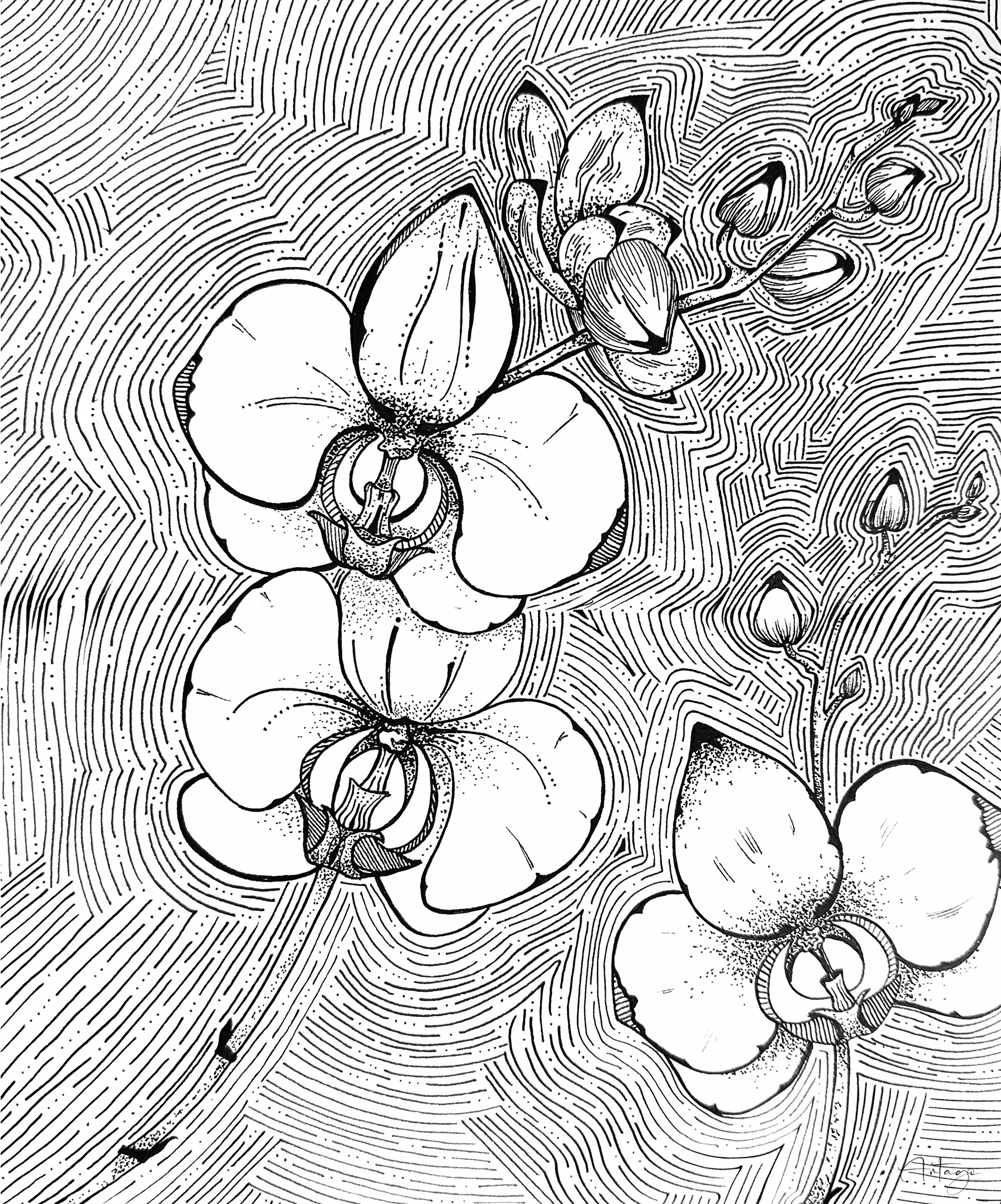 Orchid