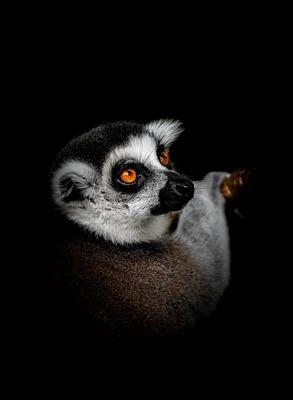 Ring-Tailed Lemur