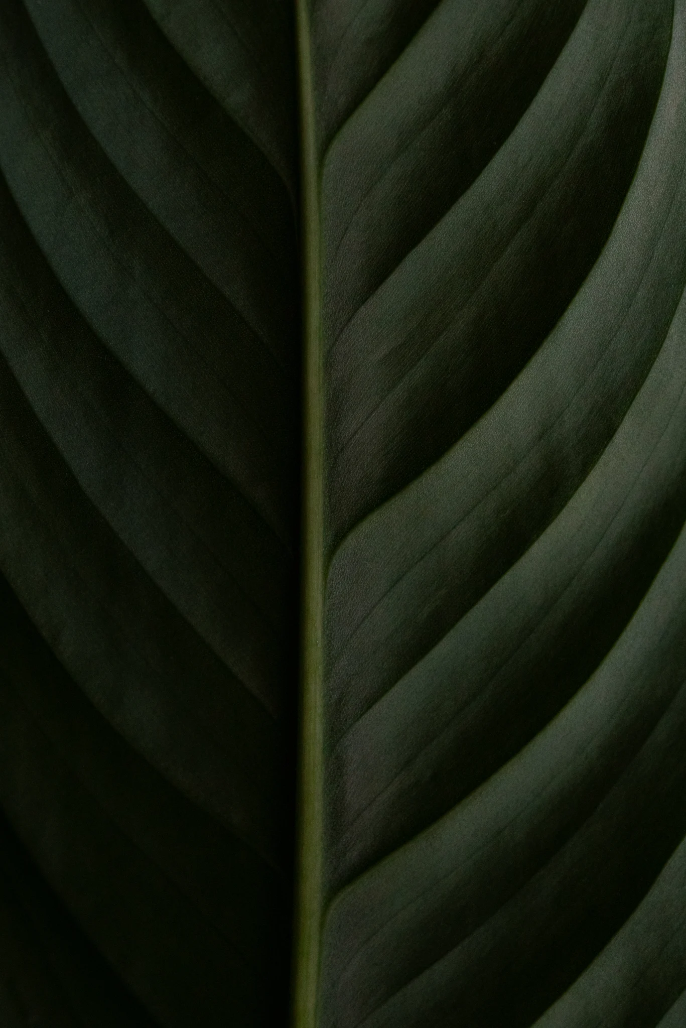 Wild Lines