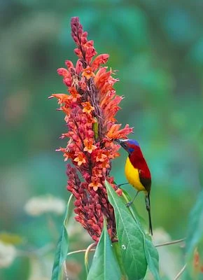 Mrs. Gould's Sunbird
