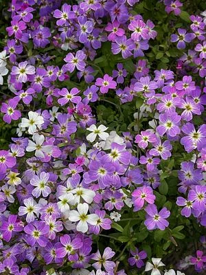 Where Spring Forgot to End