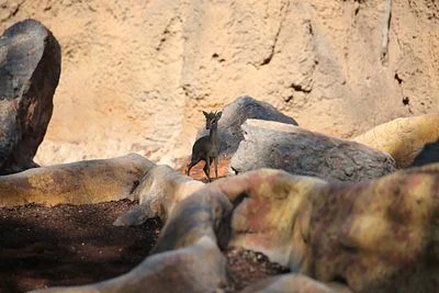 Dik-Dik for those in need