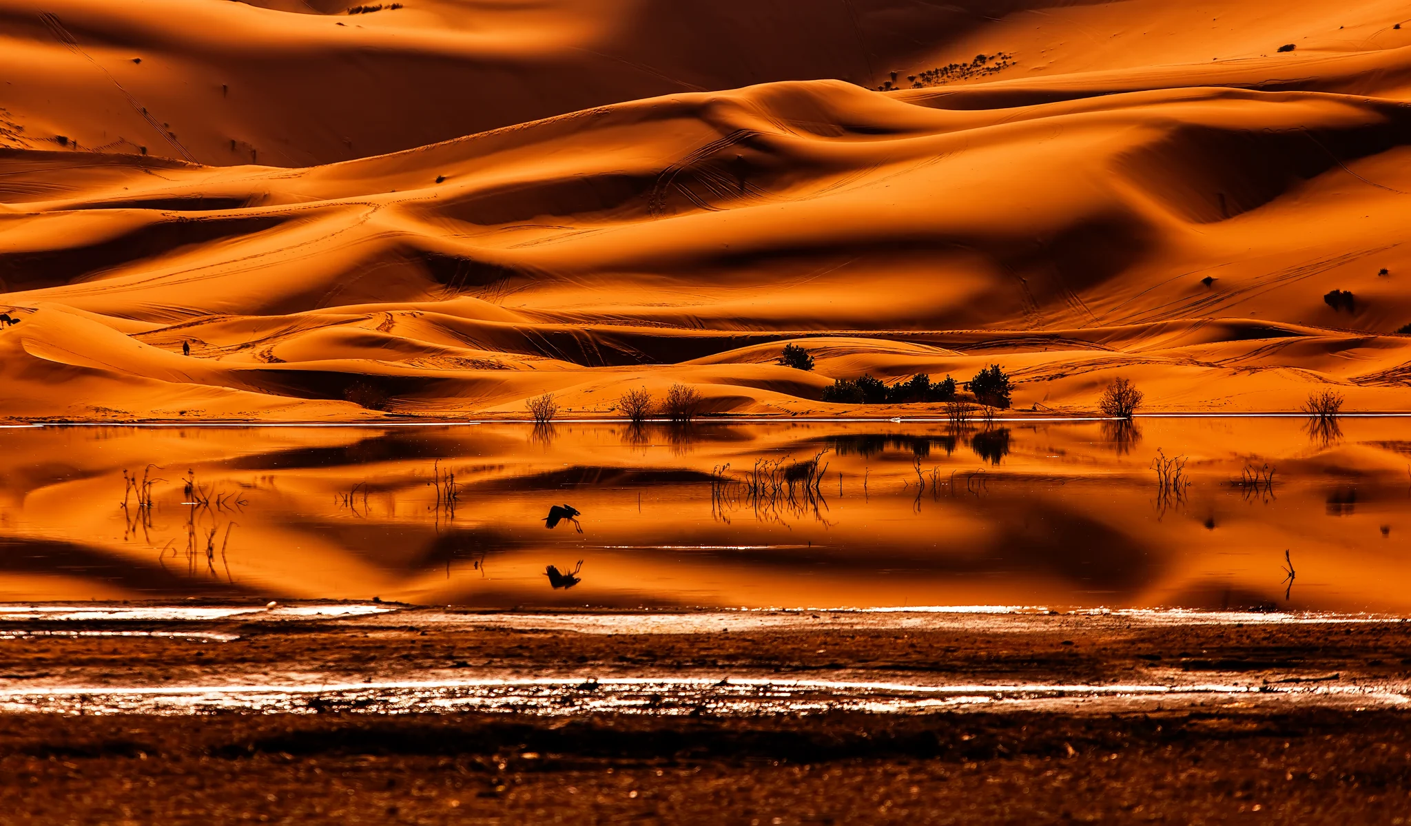 Bird and the Dunes