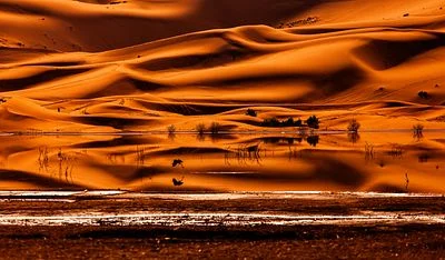 Bird and the Dunes