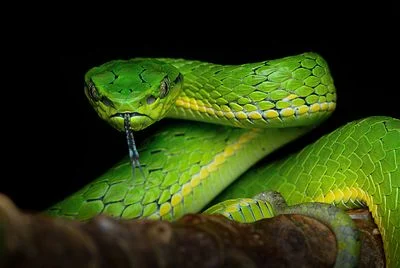 Large-scaled Pit Viper