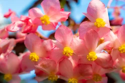Bloom 4