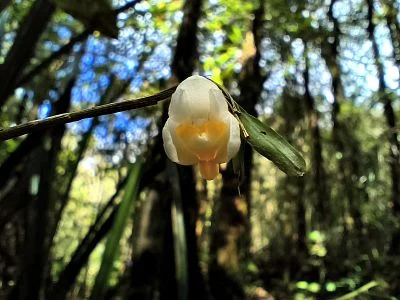 Alone in the Rainforest