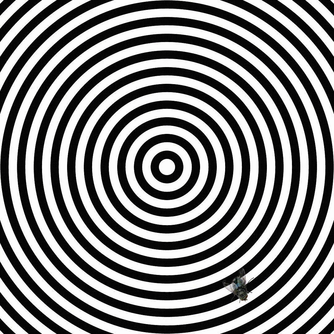 Fly On Acid