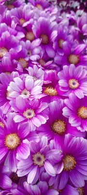 Happy Nowruz
