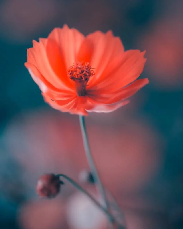 In Bloom