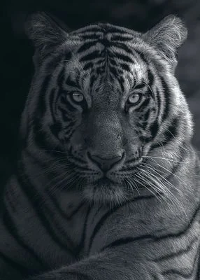 If Eyes could Kill