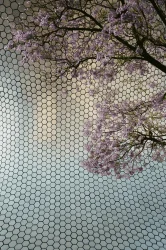 Jacarandá Season