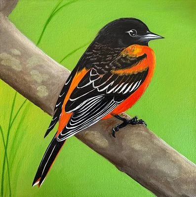 Baltimore Oriole