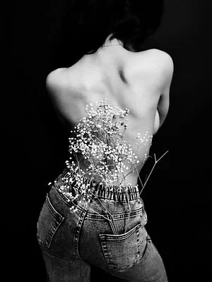 Gypsophila