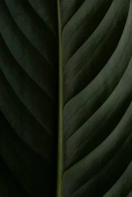 Wild Lines